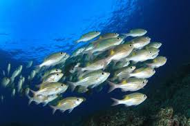 Jenis ikan konsumsi air tawar mujahir. 10 Ikan Yang Sebaiknya Tidak Dimakan Demi Kesehatan