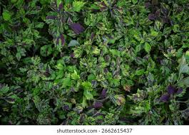 Image result for Coleus shirensis