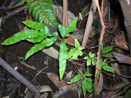 Image result for Coniogramme africana