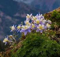 Plant Finder - Plant & Flower Selection Guide | High Country ...