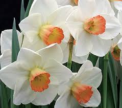 Narcissus Fragrant Rose White Flower Farm White Flower Farm Flowers Spring Flowers