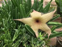 Image result for Stapelia gigantea
