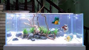 How To Make Simple Aquascape In Living Room Diy Aquarium Fish Tank Decoration Ideas No Co2 Youtube