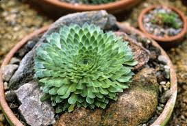 Image result for Sebaea sedoides