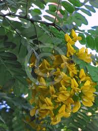 Image result for Calpurnia aurea