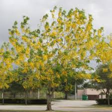 Image result for Fernandoa magnifica