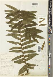 Image result for Ptisana salicifolia