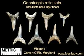 There size ranges from 20 to 30 in during the time of birth. Fossil Shark Tooth Identification For Calvert Cliffs Of Maryland Fossilguy Com