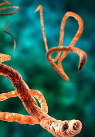 Ebola virus disease (evd) is a rare but serious disease caused by infection of the ebola virus. Registering Ebola Virus Disease Evd Both As A Multiple Cause Of Death And As A Notifiable Disease In Africa Comparison Between The Ideal And The Reality Intechopen