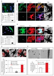 Here is a list of local fort dodge tv stations and tv networks. Cells Free Full Text A Na K Atpase Fodrin Actin Membrane Cytoskeleton Complex Is Required For Endothelial Fenestra Biogenesis Html