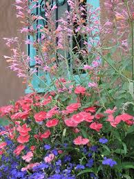 Sending flowers to a patient currently staying at a health care facility is very common. Img 0536 New Mexico Santa Fe Santa Fe Style New Mexico Homes