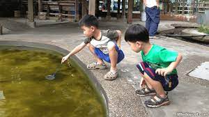 Where To Go Longkang Fishing In Singapore Grab A Net And Chase Down Some Fish Little Day Out
