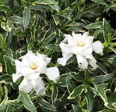 Pin On Planting