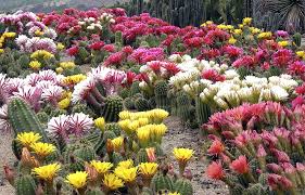 Annie S Annuals Perennials Prickly Pokey Spiny Succulents Succulent Landscape Design Succulent Landscaping Succulents