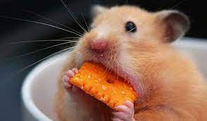 Hamsterlarda Beslenme ve Barındırma - VetRehberi