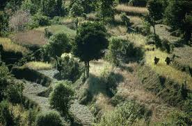 Image result for Argyrolobium macrophyllum