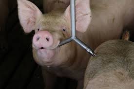 Three Keys To Delivering Water Soluble Medication Effectively Livestock Agupdate Com