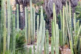 Image result for Lophocereus marginatus