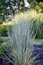 Image result for Schizachyrium brevifolium