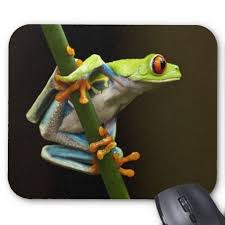 Although they are not considered endangered at this time, they have been trapped extensively for sale in the pet trade. Red Eyed Tree Frog In Costa Rica Mouse Pads By Corbisimages Red Eyed Tree Frog Tree Frogs Pet Mice