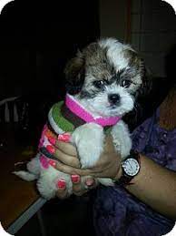 Maybe you would like to learn more about one of these? Riverside Ca Shih Tzu Meet Smarty A Pet For Adoption