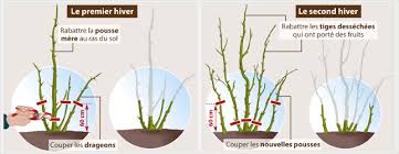 Qu'il s'agisse des variétés remontantes pour les rameux qui ont fructifié à l'automne, rabattez les à 80 cm environ, c'est à dire sous la hampe de fruits qu'elles ont portés. Tailler Les Framboisiers