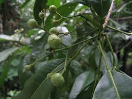 Image result for Toddalia crenulata