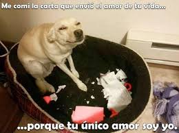 Tu Unico Amor Soy Yo Memes Funny Dog Memes