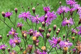 Image result for Vernonia purpurea