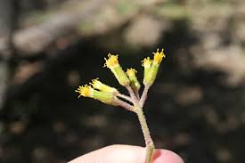 Image result for Solanecio