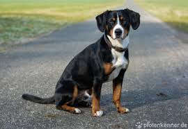 Erziehung und haltung die dürrbächler, wie man die urväter der berner sennenhunde nannte, kommen aus einem kleinen. á… Entlebucher Sennenhund Verhalten Charakter Haltung Des Hundes