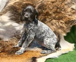 Image result for německý ohař krátkosrstý