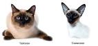 Siamese Cat Breed Information: Behavior, Pictures and Care ...