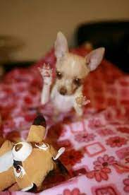 Gotcha Cute Little Dogs Chihuahua Love Cuddly Animals