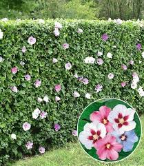 Hibiskus Hecke Winterharte Pflanzen Garten Hibiskus Hecke Und Garten
