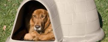 The Best Igloo Dog Houses Review In 2019 My Pet Needs That