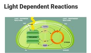 One can think of the light dependent reactions as a way to increase the free energy of the system and the light independent reactions as a way to convert that new free energy into the bonds of glucose. Botany Light Dependent Reactions Diagram Quizlet