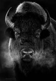 Reality Illustrated Buffalo Animal Animals Wild Pet Portraits