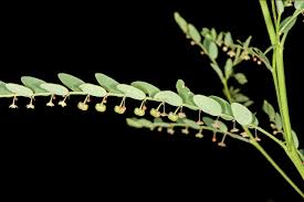 Image result for Phyllanthus parvulus