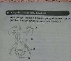 Check spelling or type a new query. Apa Fungsi Bagian Bagian Yang Ditunjuk Pada Gambar Sistem Urinaria Manusia Berikut Brainly Co Id