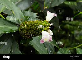 Image result for Costus afer