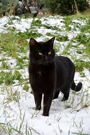 Black Cat In Snow By Emma Katzen Schwarze Katze Kleine Katzen
