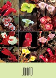 Image result for Etlingera