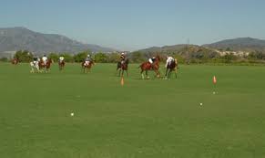 We offer our west coaster tall fescue, or our water saving warm season grasses including bermuda, seashore paspalum, and st. Stover Seed Company Whittet Kikuyugrass Improved Kikuyugrass