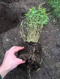 Although there are a few varieties of clumping bamboo like. What S The Difference Between Clump Forming And Running Bamboo Jackson S Nurseries
