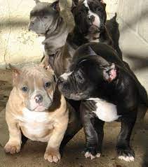 Ghim Tren Pitbulls