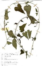 Image result for Tragia rupestris