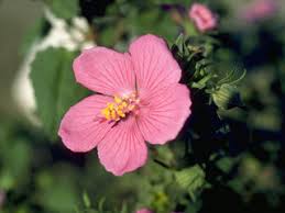 Image result for Pavonia