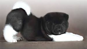 Large fluffy dog breeds pictures and names. 10 Big Fluffy Dog Breeds You Ll Want To Hug Youtube