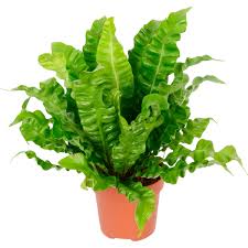 Image result for sleziník Asplenium